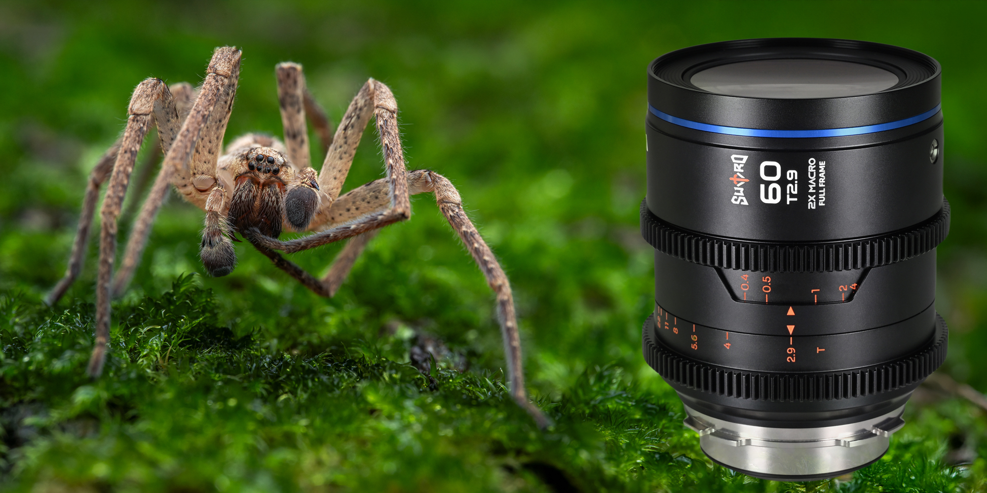 Obiektyw Laowa Sword 60 mm T2,9 2x Macro Cine do Arri PL i zdjęcie makro przedstawiające pająka